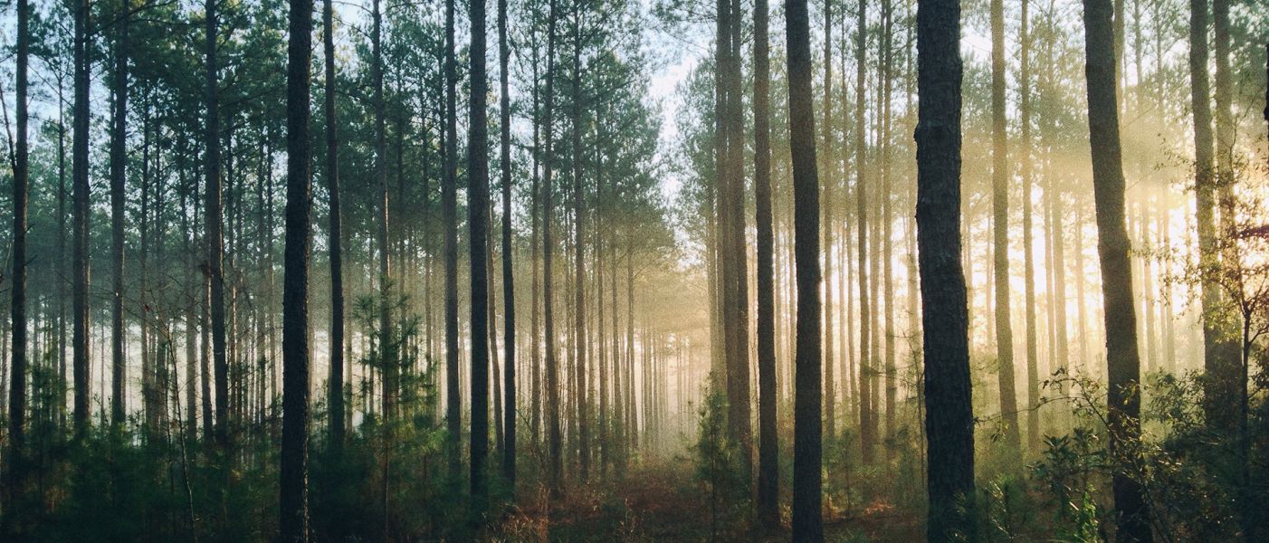 La riforestazione in Tanzania