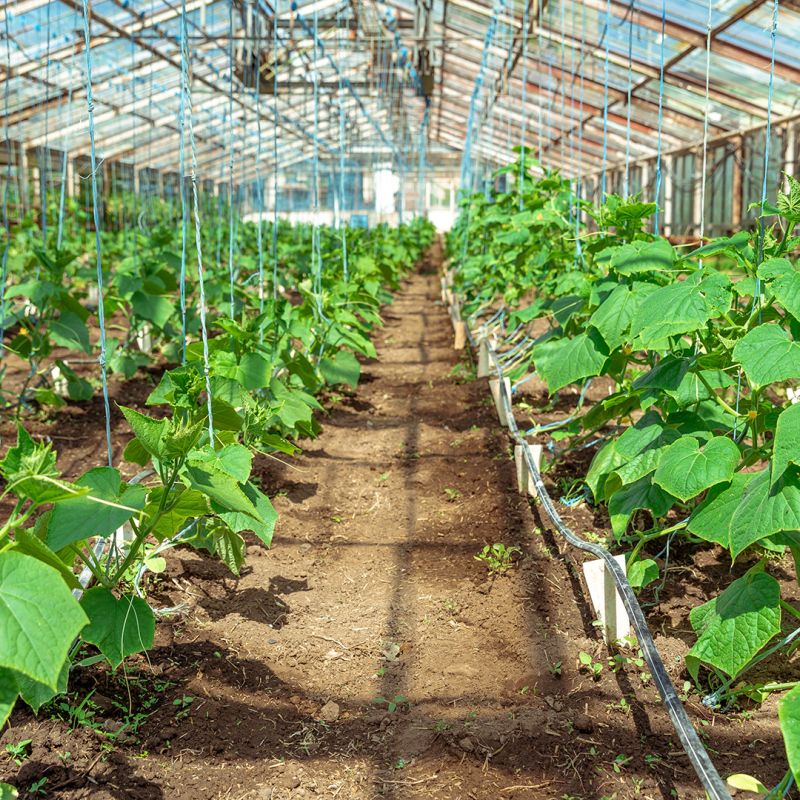 cetrioli coltivati ​​in serra, verdure sane senza pesticidi, prodotto biologico