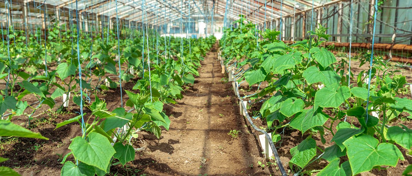 cetrioli coltivati ​​in serra, verdure sane senza pesticidi, prodotto biologico