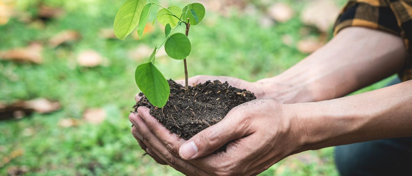 Uomo che tiene in due mani un giovane germoglio di albero per proteggere la nuova generazione