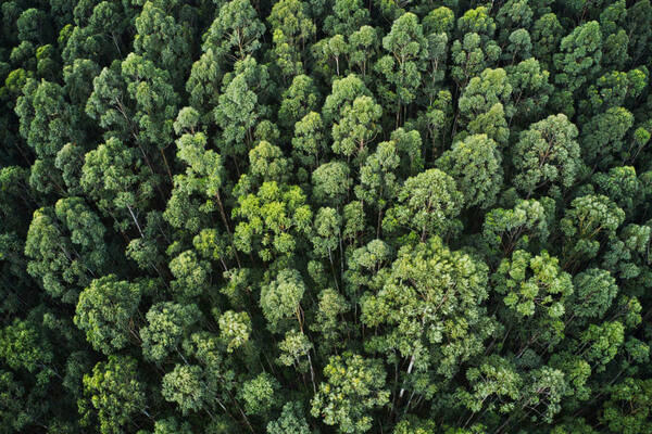 impegno verso le foreste